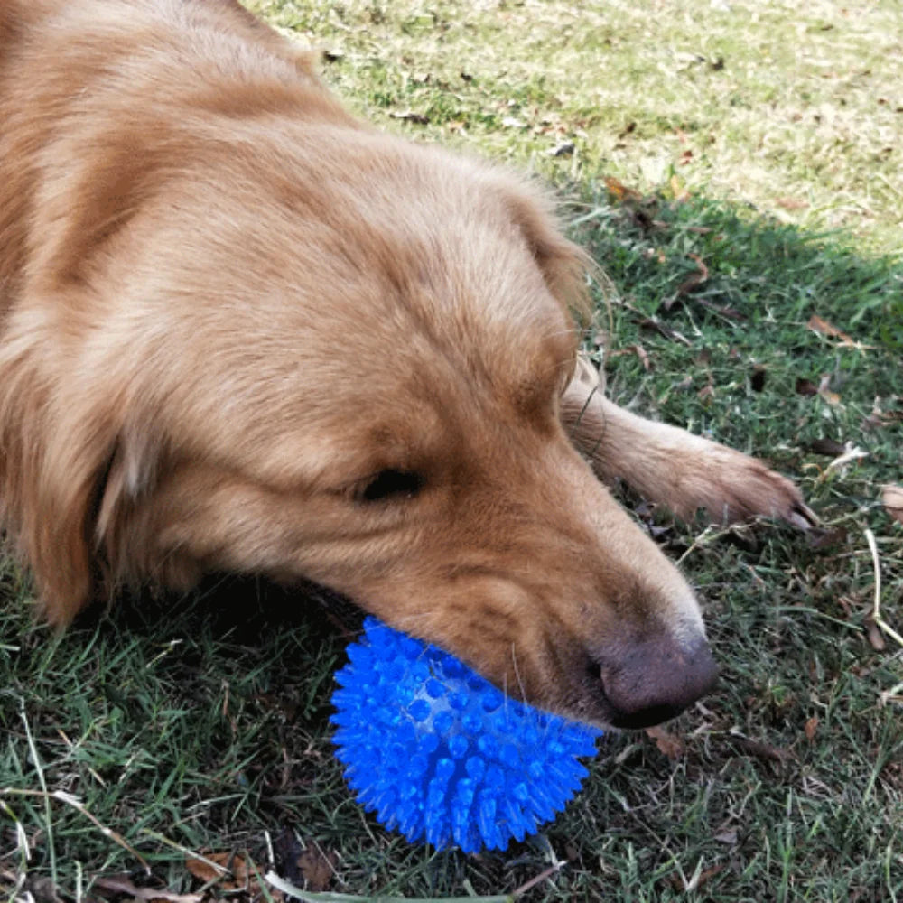 Bite Resistant Pet Chew Ball Toys for Small Large Dogs Elastic Buoyant Squeaky Puppy Big Dog Toy Border Shepherd Collie Supplies Dogy