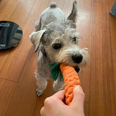 1pcs Bite Resistant Pet Dog Chew Toys for Small Dogs Cleaning Teeth Puppy Cat Rope Knot Ball Toy Playing mascotas Accessories Dogy